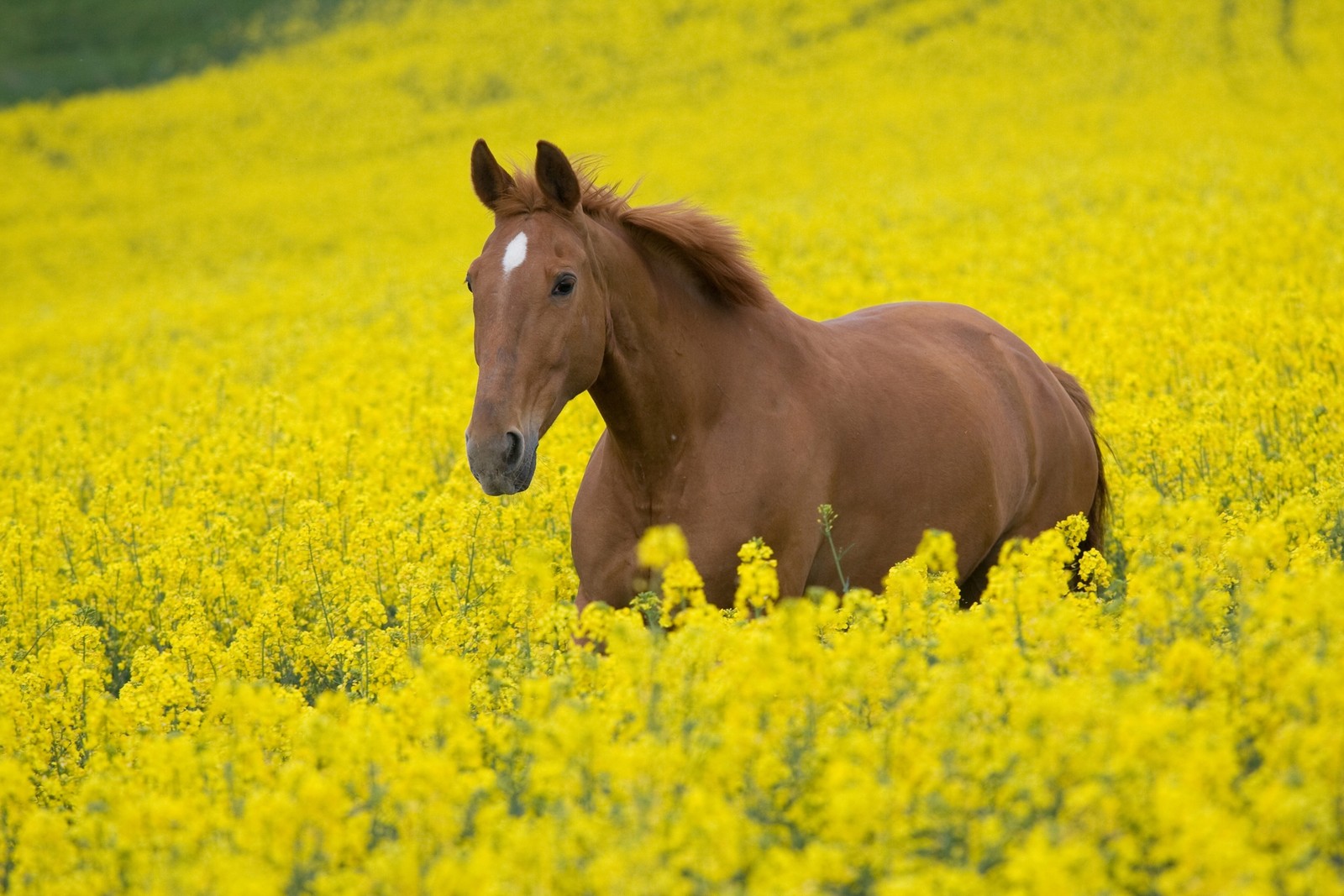 There is a brown horse standing in a field of yellow flowers (stallion, yellow, canola, ecosystem, white)