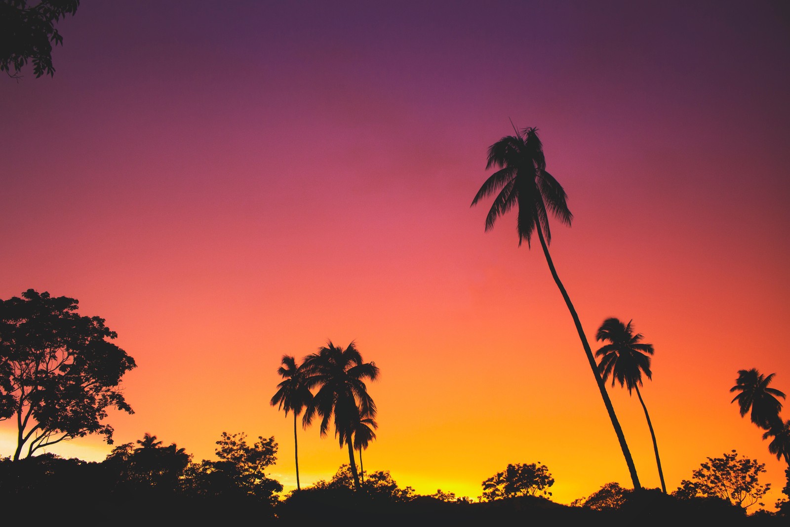 Blick auf einen sonnenuntergang mit palmen und einem lila himmel (baum, nachglühen, palme, sonnenuntergang, orange)