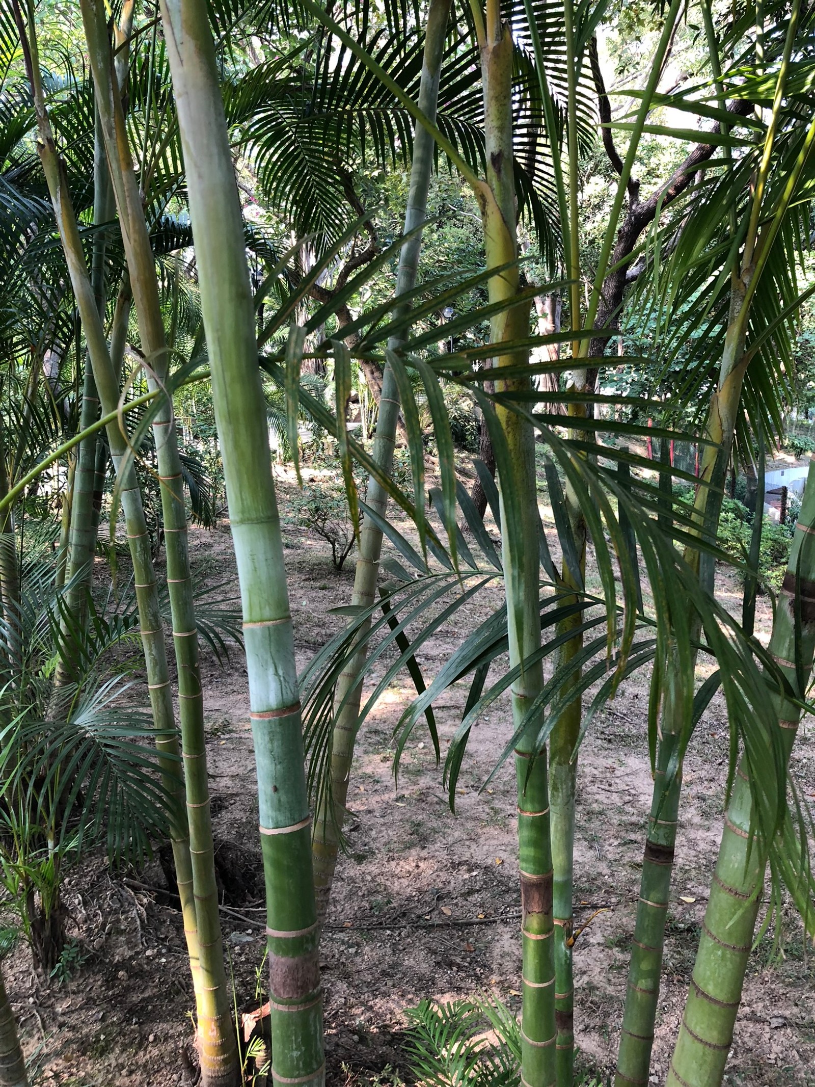 Viele grüne bäume, die im boden wachsen (vegetation, pflanzenstängel, pflanzengemeinschaft, botanik, gehölz)