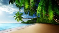 tropics, nature, tree, palm tree, beach