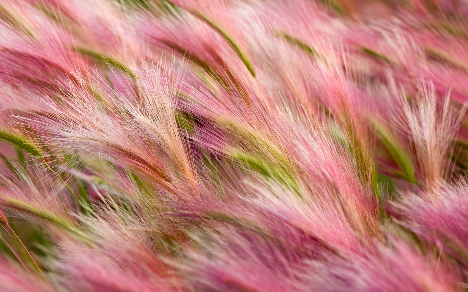 Primer plano de un montón de pasto rosa con tallos verdes (hierba, rosa, pasto, planta, familia de hierbas)