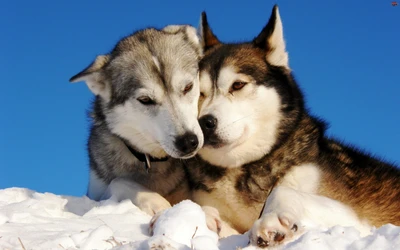 sibirischer husky, welpe, hunderasse, hund, alaskan malamute