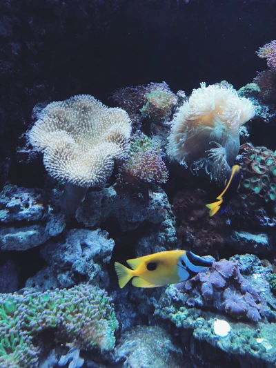 Recife de coral vibrante com peixes coloridos e anêmonas do mar