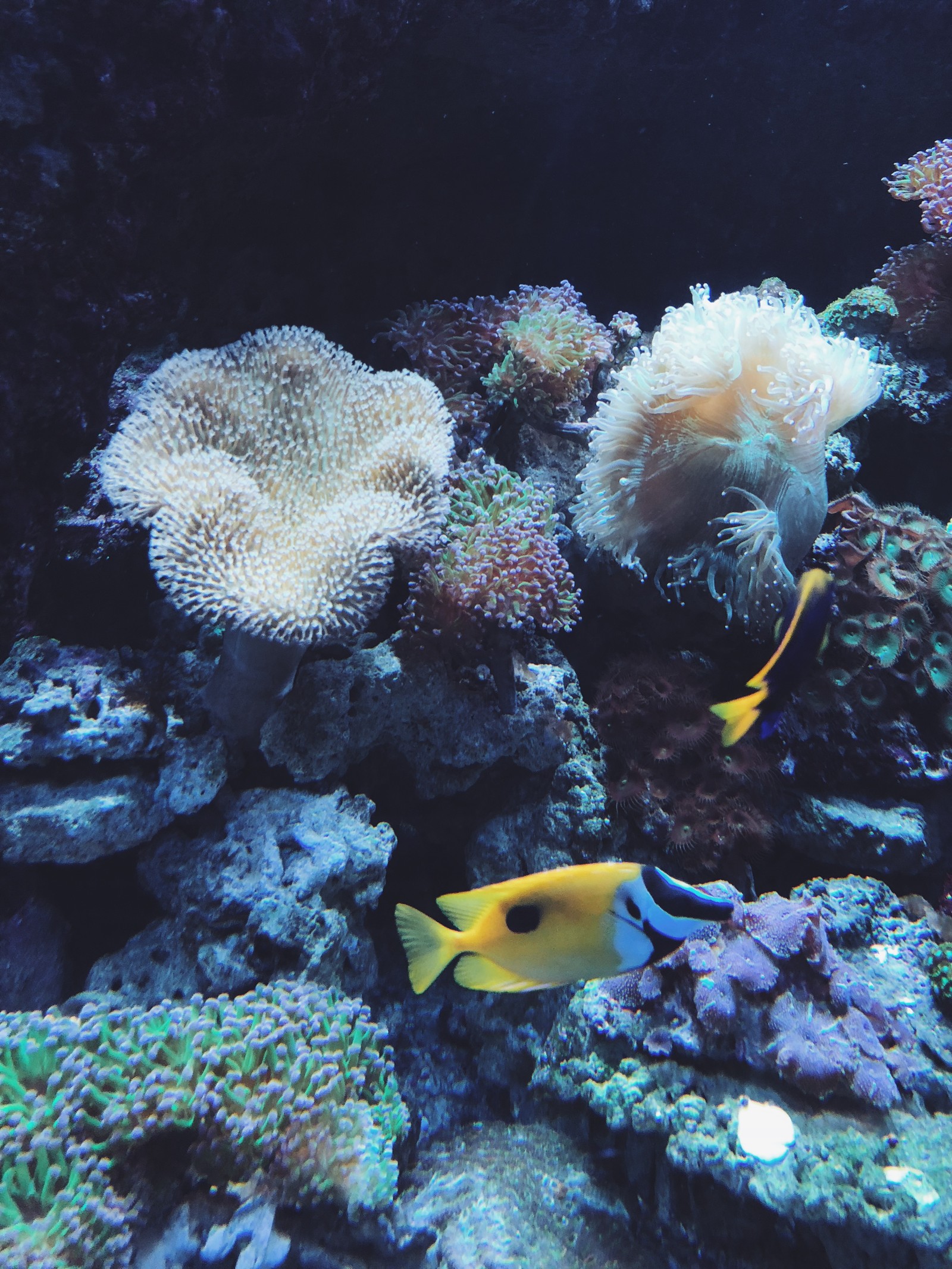 Hay dos peces que nadan en el agua (arrecife de coral, peces de arrecife de coral, cnidarios, biología marina, anémona de mar)