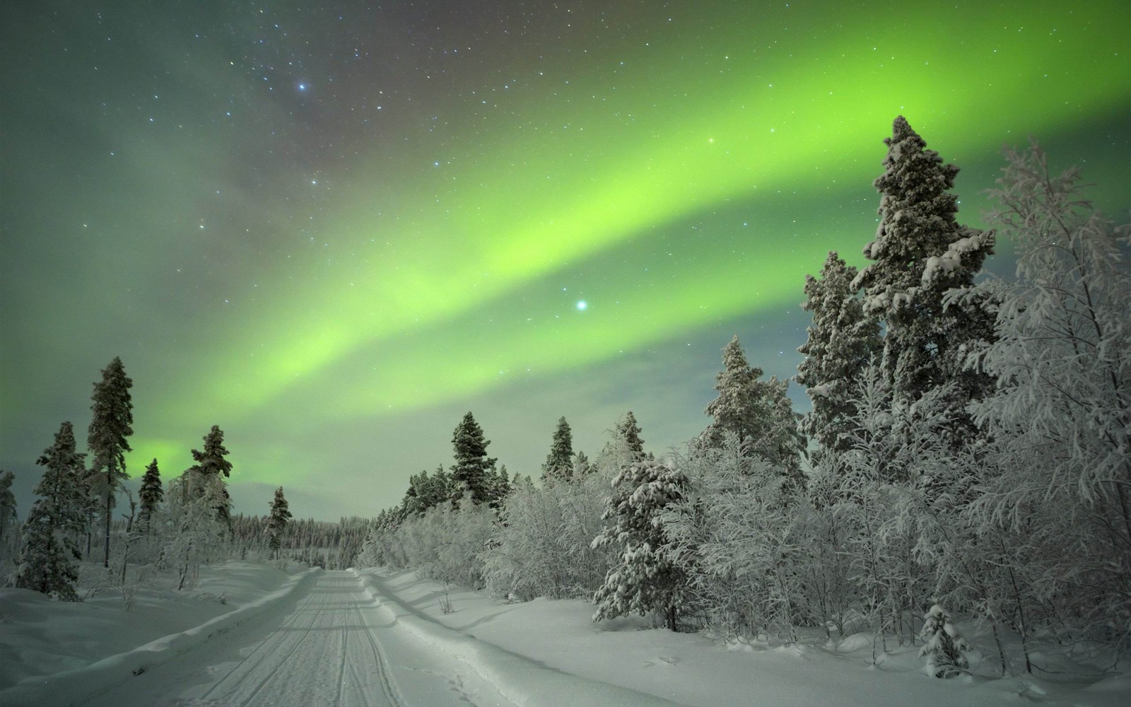 Baixar papel de parede aurora, natureza, inverno, árvore, congelamento