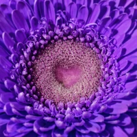 Primer plano de una hermosa flor de gerbera violeta con un centro en forma de corazón