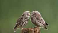 Two adorable owls perched closely together on a wooden stump, showcasing their fluffy feathers and charming expressions against a soft green background.