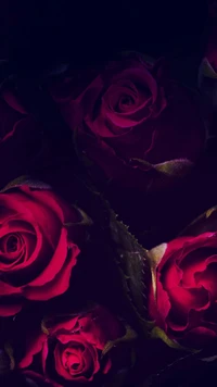 hd, amor, rojo, rosa