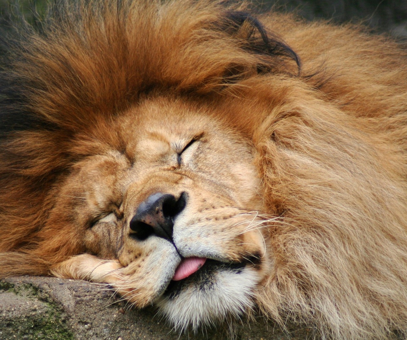 Lade tier, könig, löwe, wild Hintergrund herunter