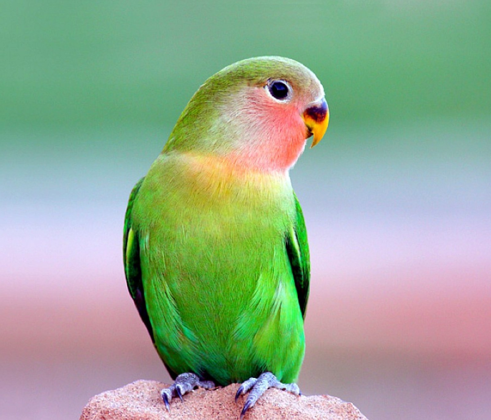 Há um pássaro verde sentado em uma pedra com um fundo desfocado (animais, bonito, pássaro, papagaio, animal de estimação)