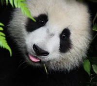 animales, lindo, panda