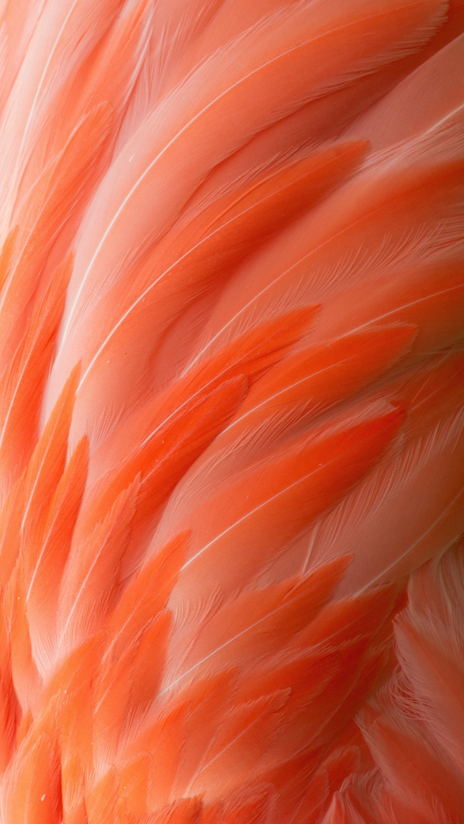 A close up of a pink flamingo with its feathers spread out (art, feathers, pink)