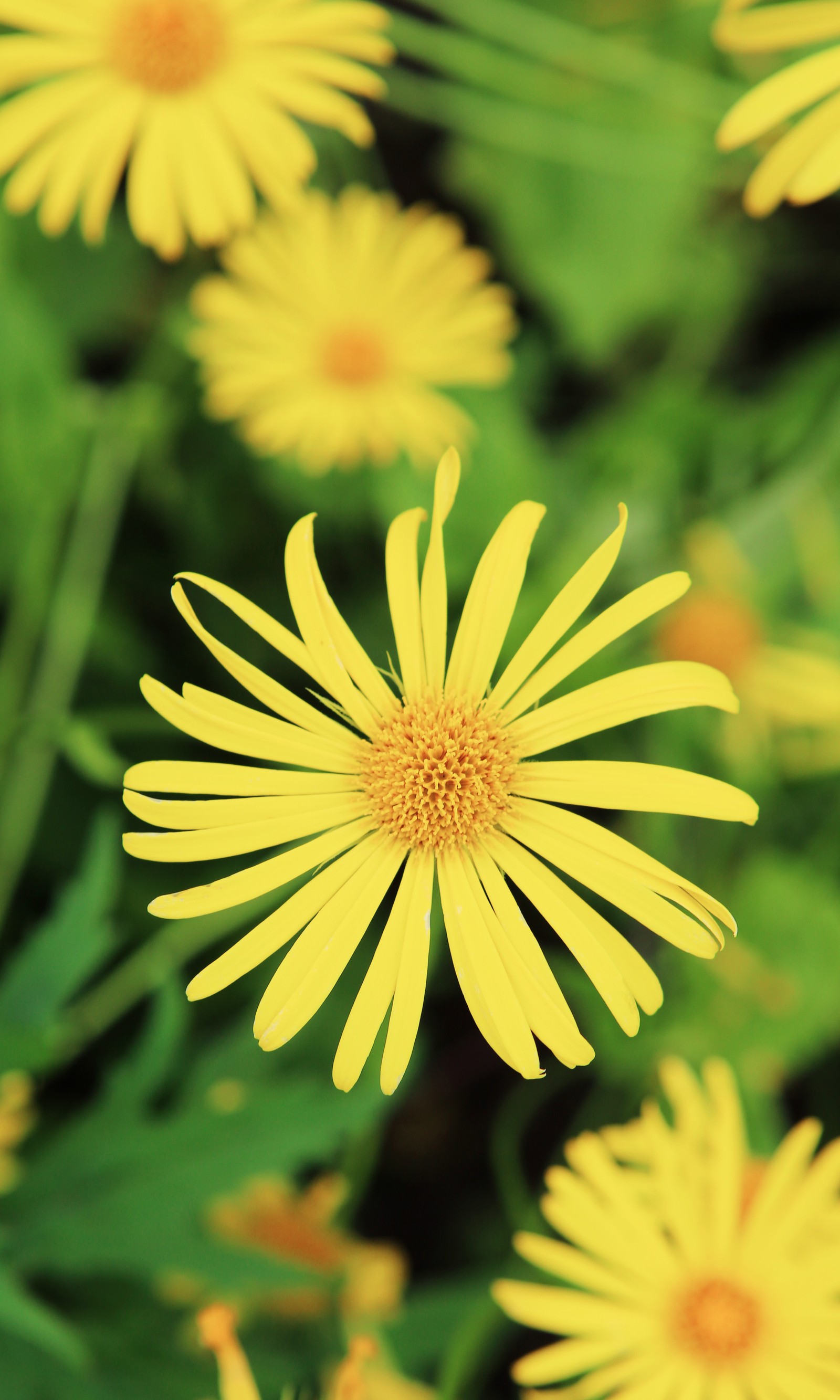 Fleurs jaunes avec des feuilles vertes en arrière-plan (floraison, bokeh, brillant, fleur, jardin)