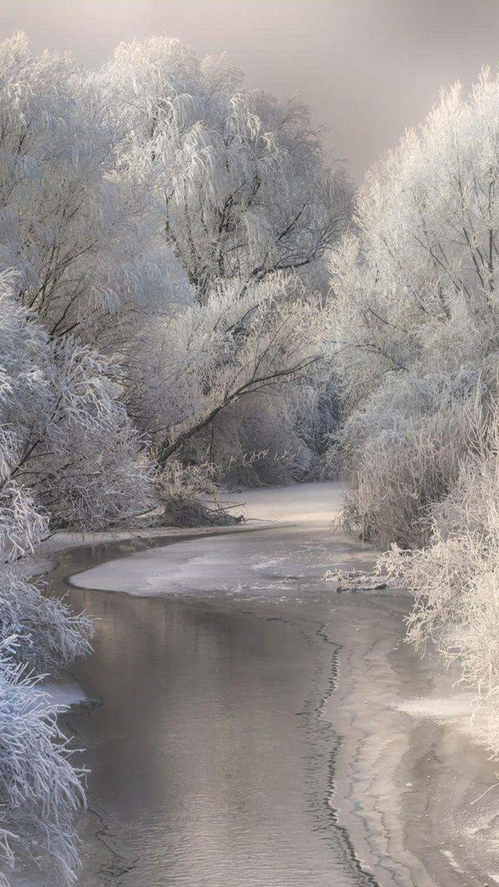 Des arbres enneigés bordent le rivage d'une rivière dans un paysage enneigé (paysage, enneigé)