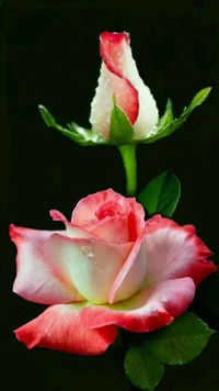 flowers, pink, roses wallpaper