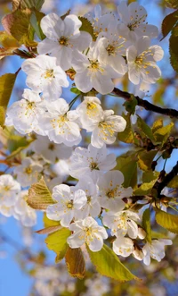 Fleurs de cerisier en fleurs contre un ciel bleu clair