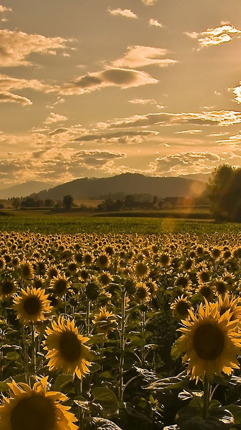 Champ de tournesols avec une personne marchant au loin (fleurs, soleil)