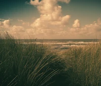 Paisaje de playa sereno en Holanda con dunas y olas ondulantes