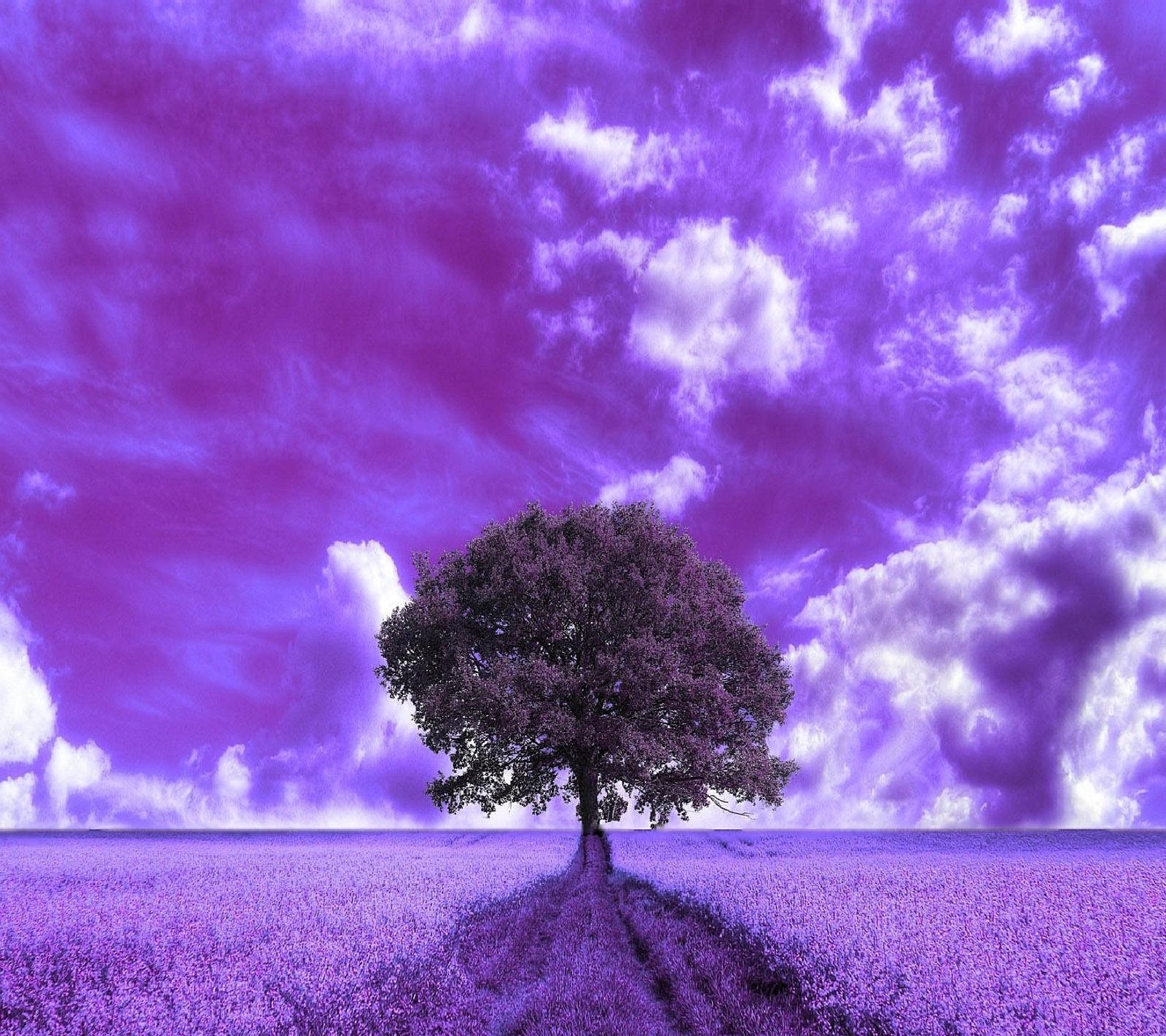 Скачать обои purple field