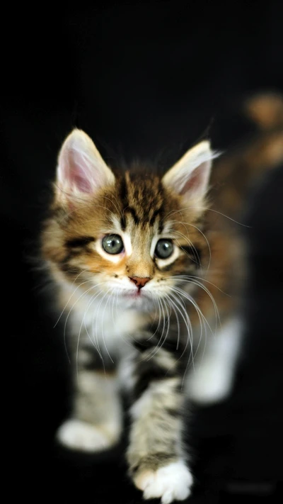 Lebhafte, mehrfarbige Katze mit auffälligen grünen Augen