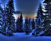 night, pine, snow, tree wallpaper