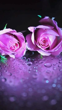 hd, love, pink, roses, waterdrops