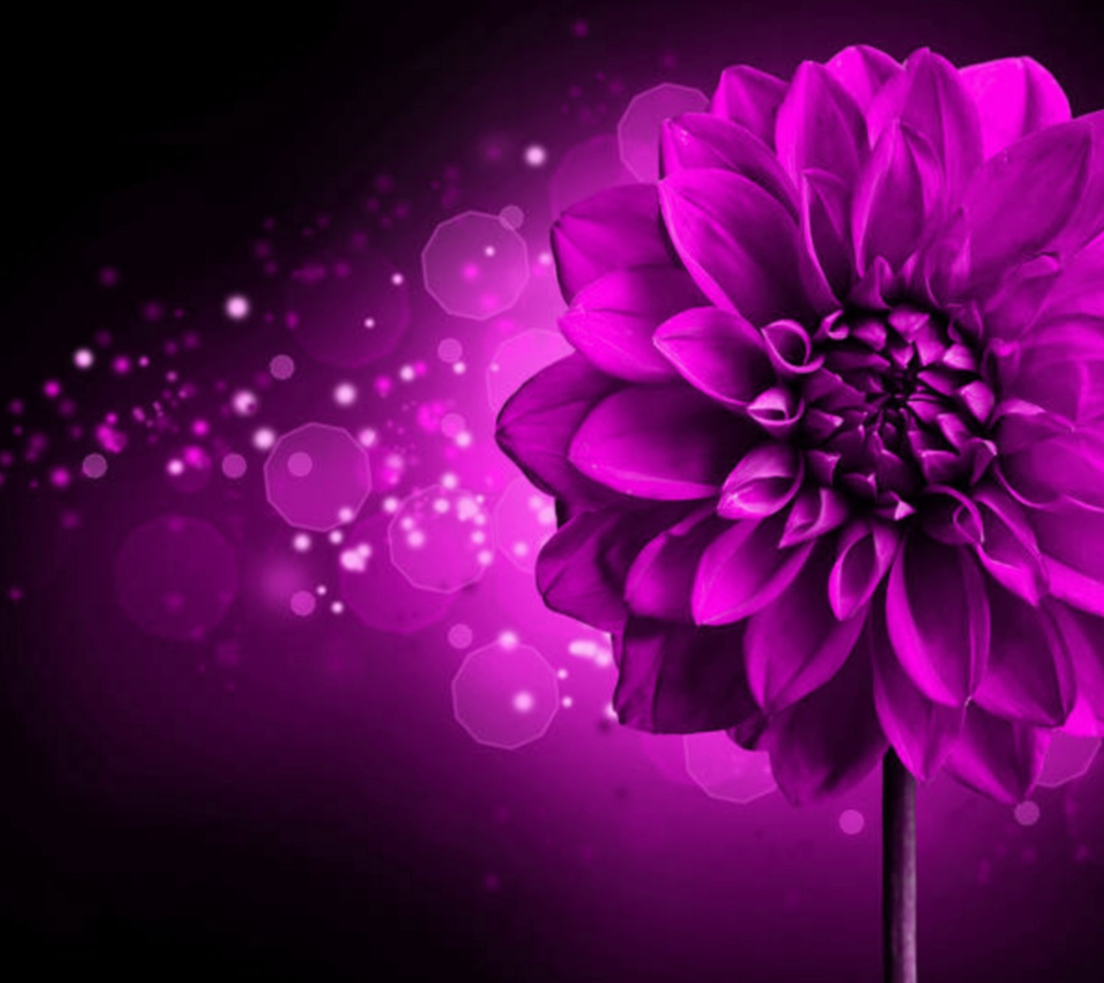 Purple flower with bokeh lights in the background (dhalia, flower, light, purple, purple flower)