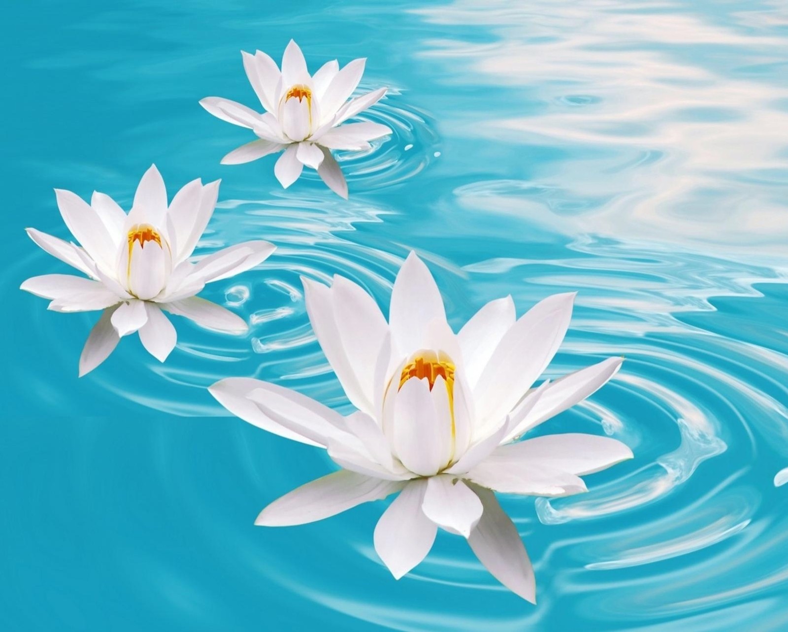 Trois nénuphars blancs flottant dans une piscine (bokeh, fleurs, macro, humeur, nature)