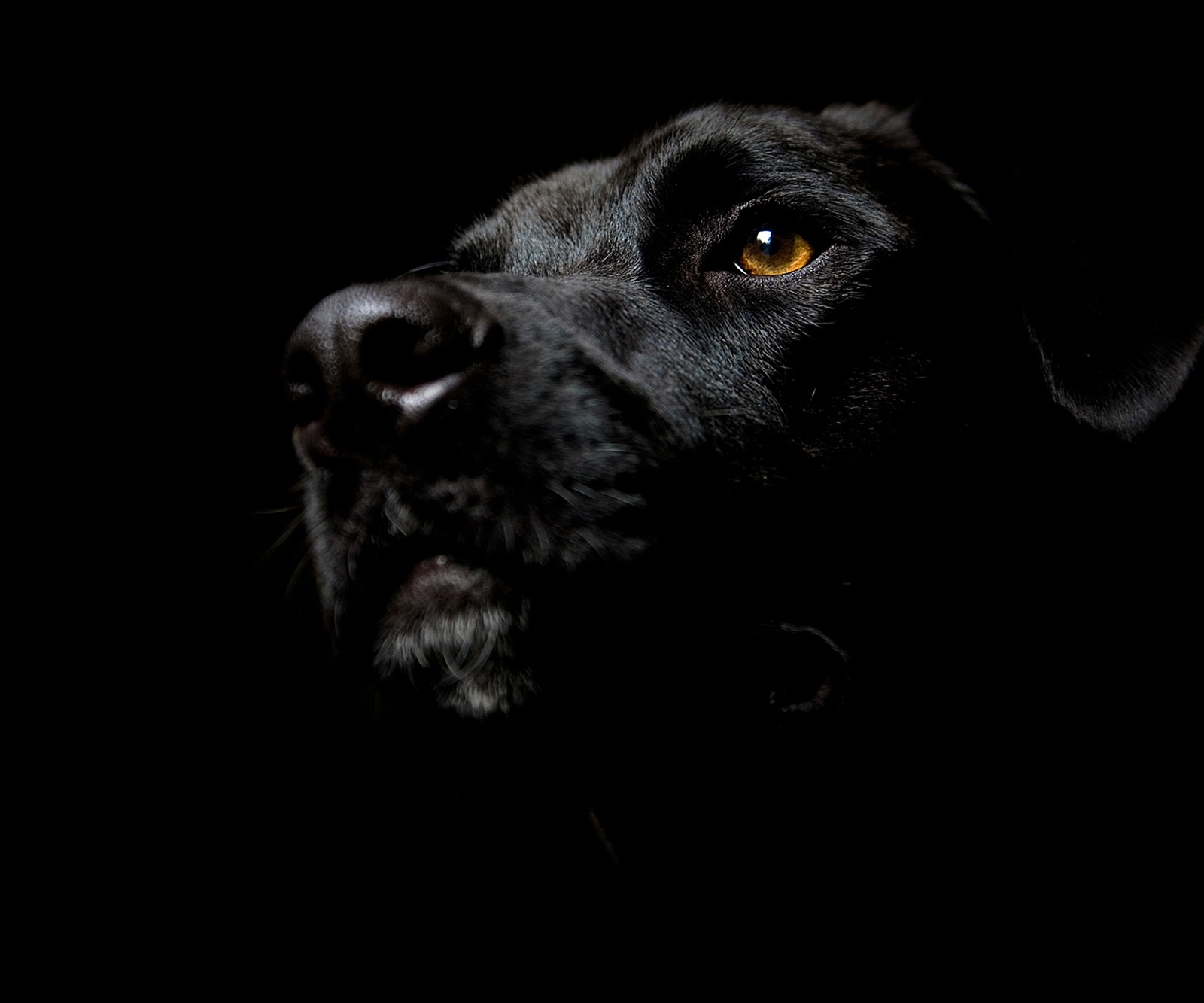 Hay un perro negro con ojos amarillos mirando hacia arriba (animales, perro)