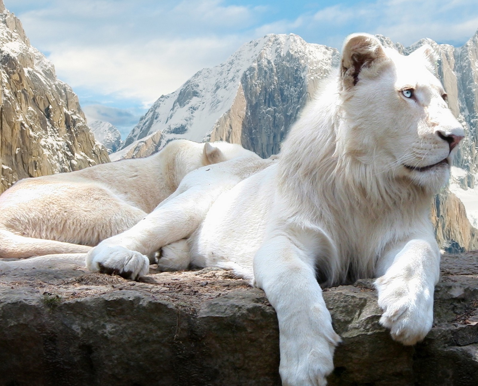 There is a white lion laying on a rock in the mountains (animal, beauty)