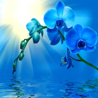 blue, flowers, nature, orchids wallpaper