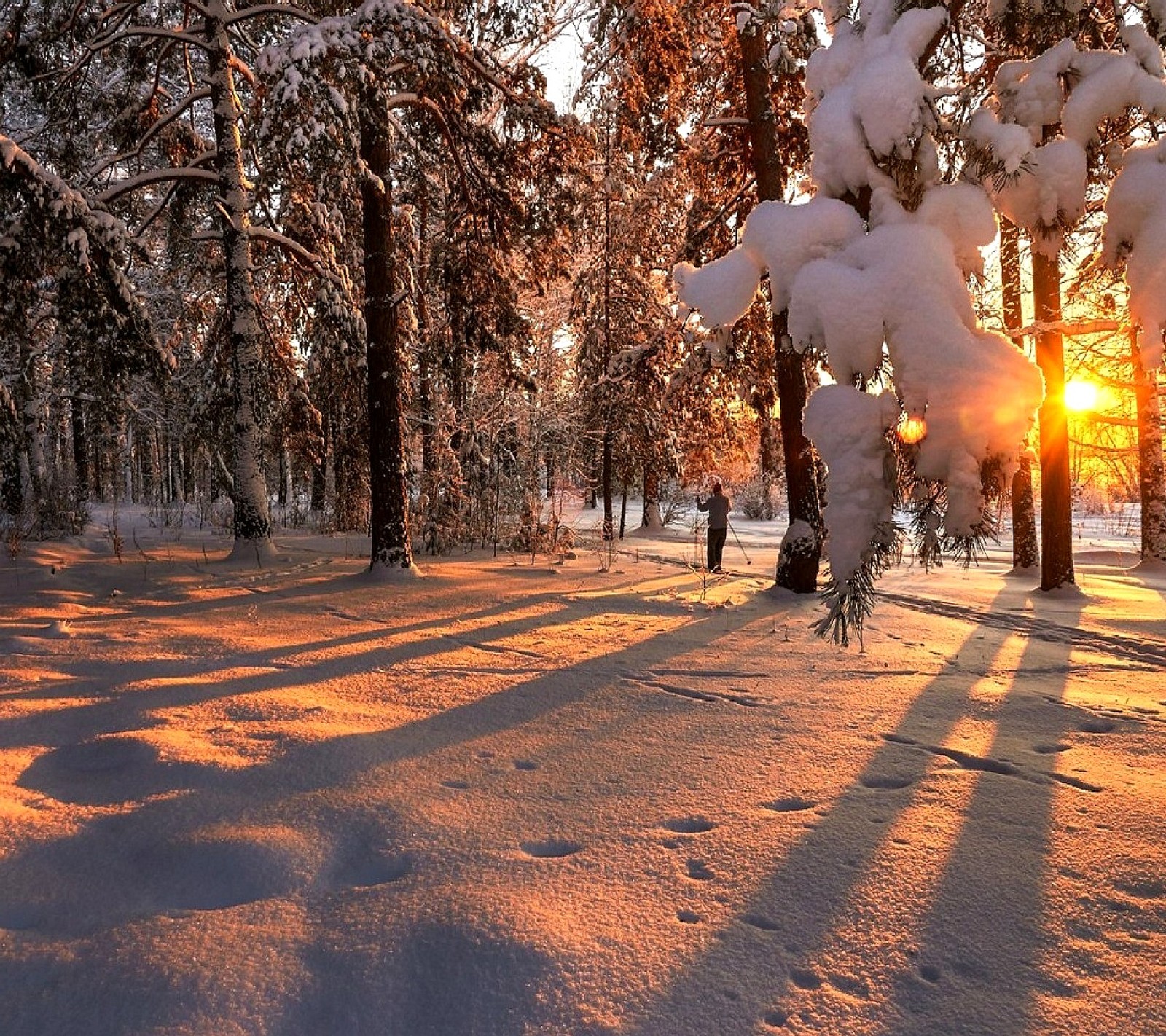 Snowy trees in a forest with the sun shining through the branches (nature)