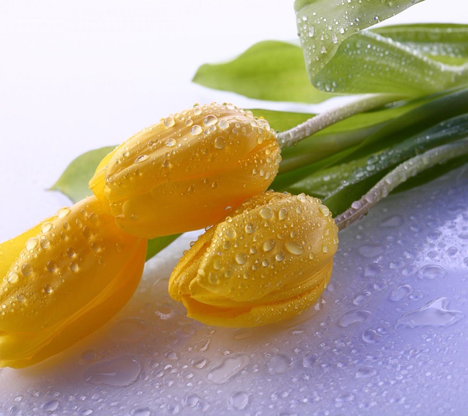 Tulipes jaunes avec des gouttes d'eau sur elles posées sur une table (regard, sympa)