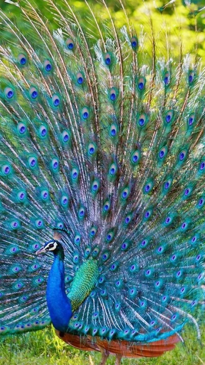 ave, pavo real