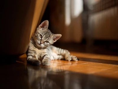 Adorable gatito atigrado relajándose a la luz del sol