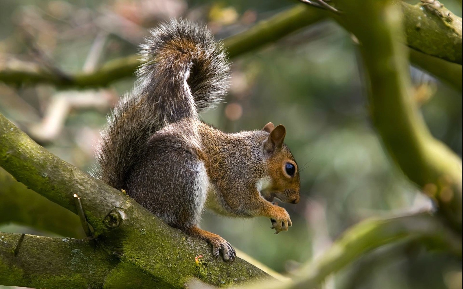 Es gibt ein eichhörnchen, das auf einem ast sitzt (nagetier, baummarder, eichhörnchen, fuchssquirrel, wildleben)