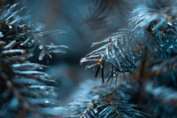 Aiguilles de sapin givrées scintillant dans la lumière d'hiver