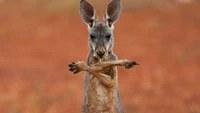 kangaroo, wildlife, red kangaroo, marsupial, terrestrial animal wallpaper