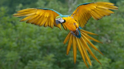 arara, floresta tropical, pássaro, papagaio, bico