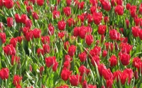 Campo de Tulipas Vermelhas Vibrantes em Plena Floração