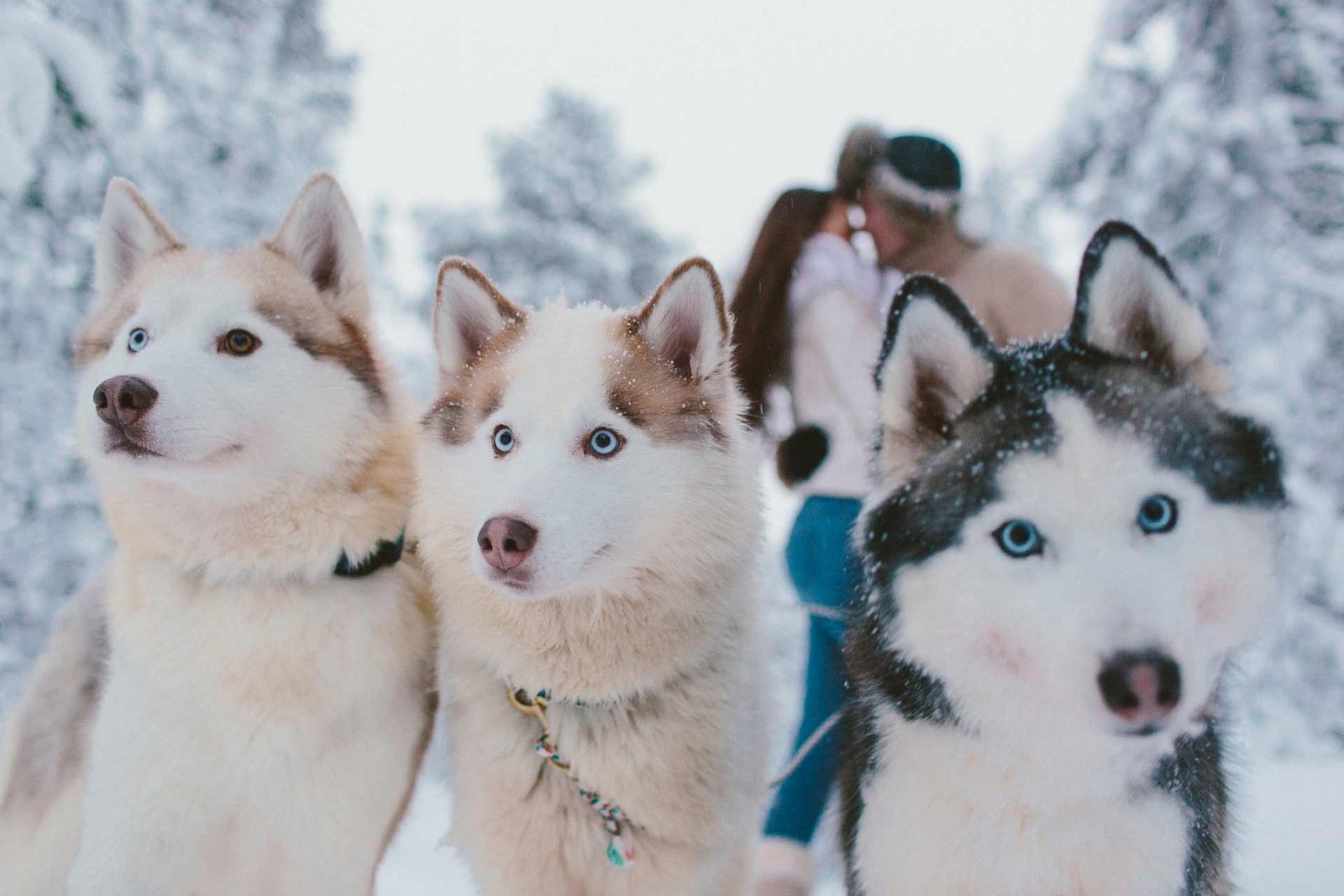 sakhalin husky, siberian husky, canadian eskimo dog, west siberian laika, alaskan malamute wallpaper