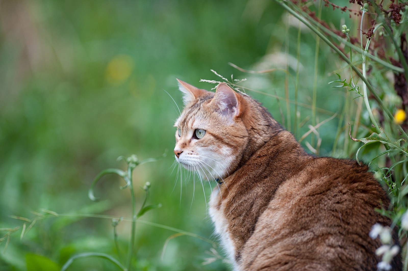 Кот сидит в траве и смотрит на что-то (кот, собака, котёнок, полосатый кот, усы)