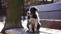 dog, puppy, border collie, bull terrier, cuteness