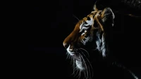 tiger, closeup, dark, black background, big cat wallpaper