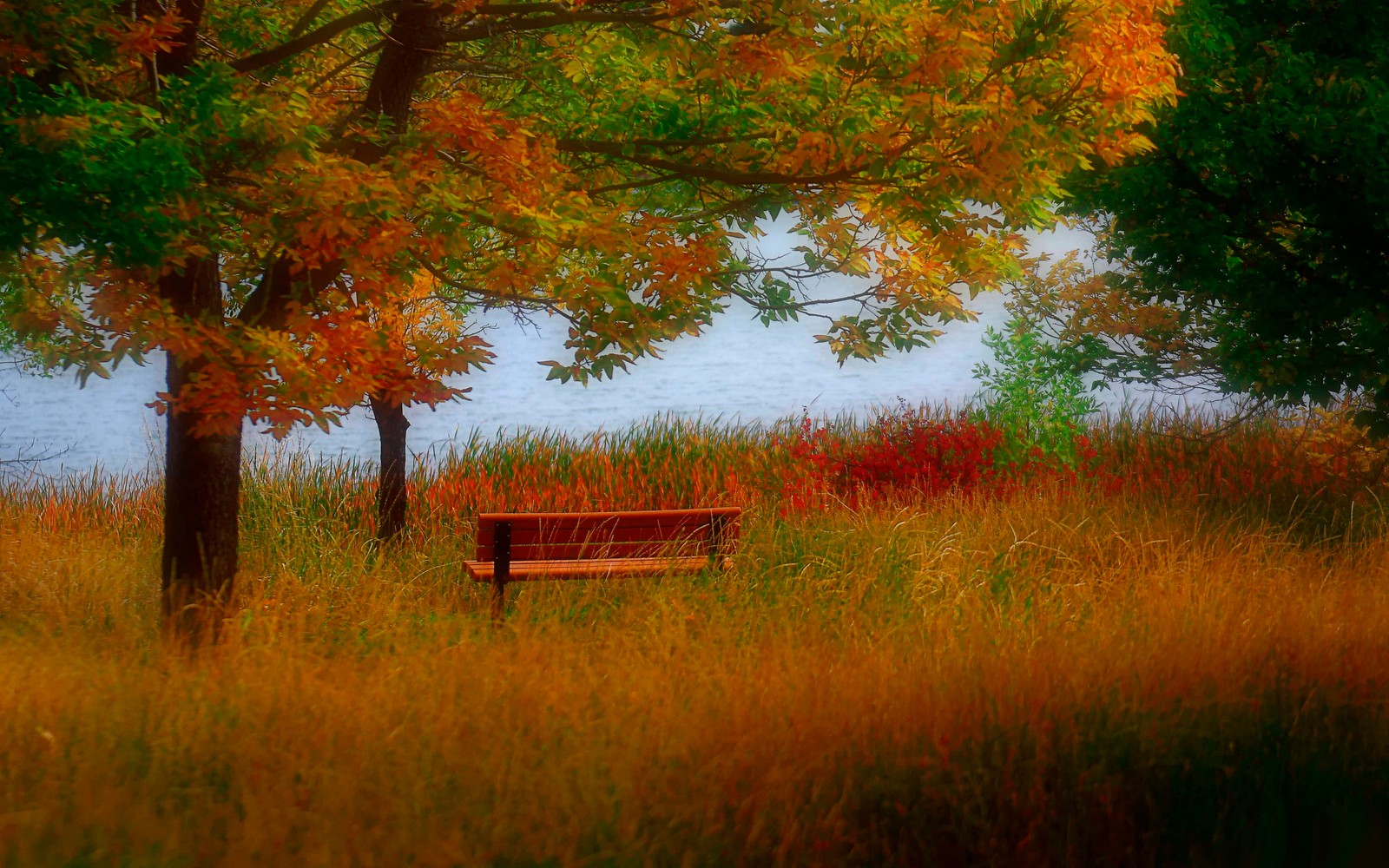 Eine bank in der mitte eines feldes mit bäumen (herbst, natur, baum, blatt, gras)