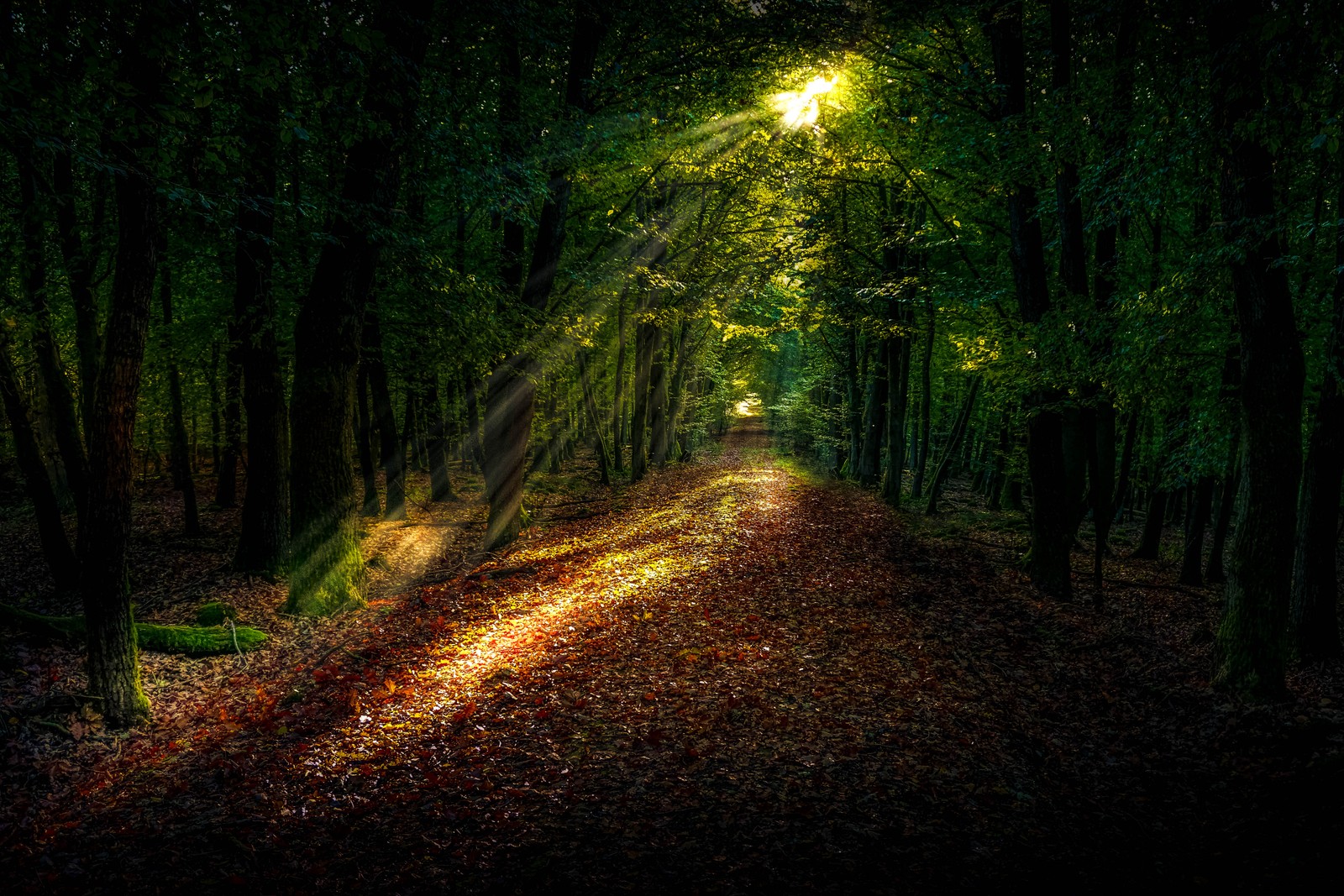 Lade wald, pflanze, straßenlaterne, fahrzeugbeleuchtung, natürliche landschaft Hintergrund herunter