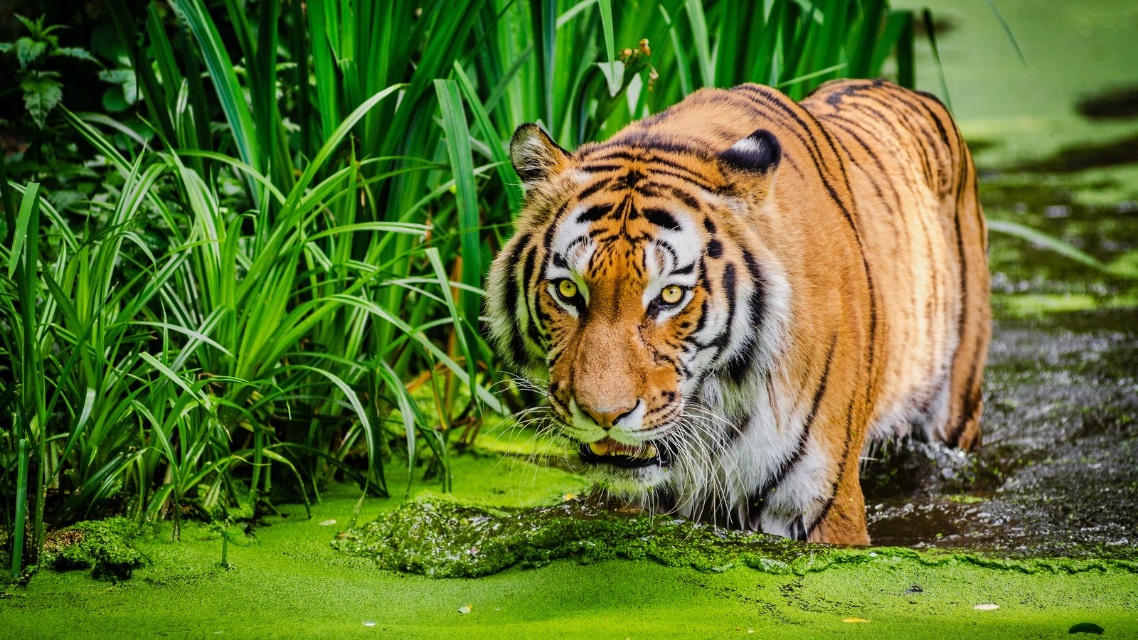 Baixar papel de parede tigre siberiano, tanque, felino grande, verde, animais