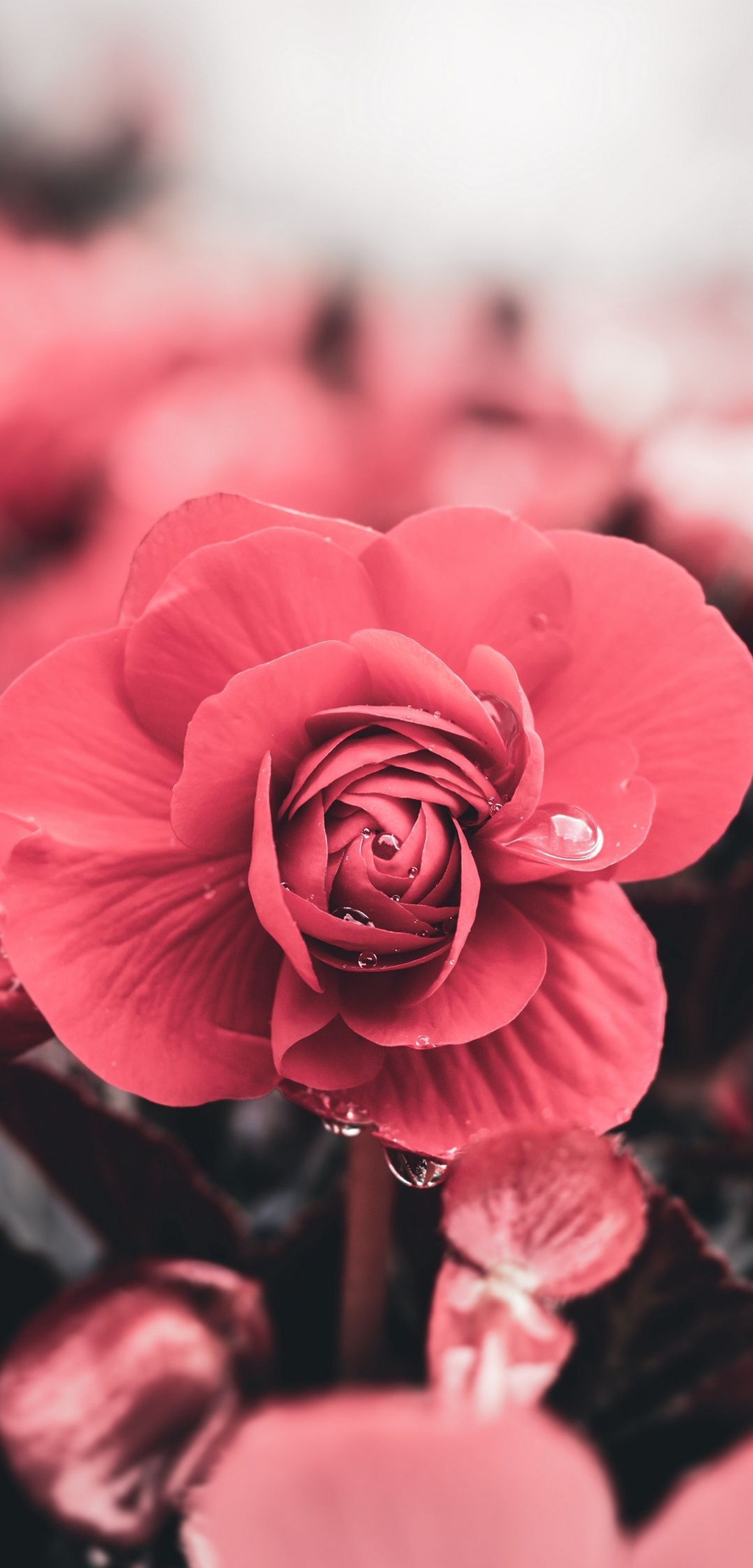 Hay una flor rosa en medio de un lecho de gotas de agua (flor, planta, pétalo, rosa híbrida de té, rosa)