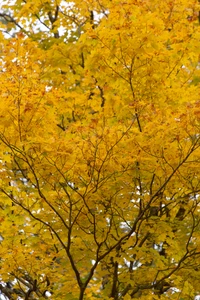 Hojas de arce doradas de otoño en una rama