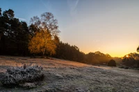 Matin gelé, lever de soleil sur un arbre doré dans un paysage d'hiver